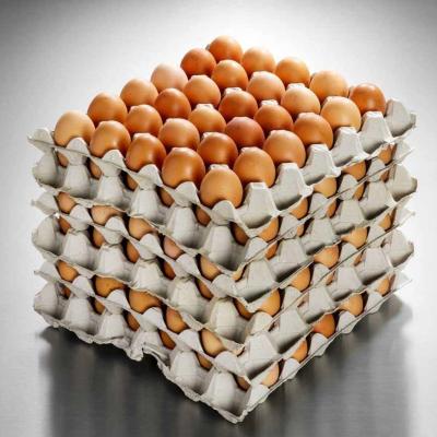 Eggs B.Laid Large 600G Case 15Doz
