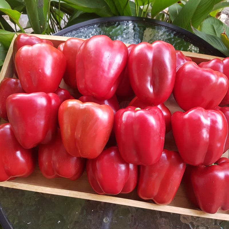 Capsicum Red 8Kg Case