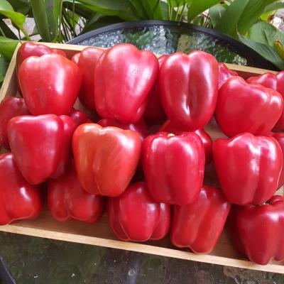 Capsicum Red 8Kg Case