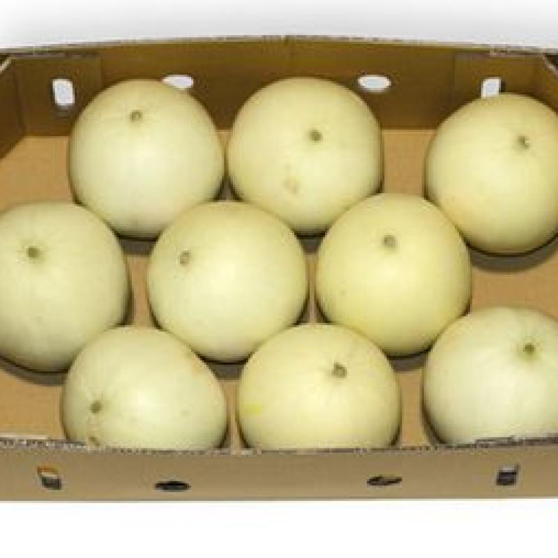 Melon Honeydew 14Kg Tray
