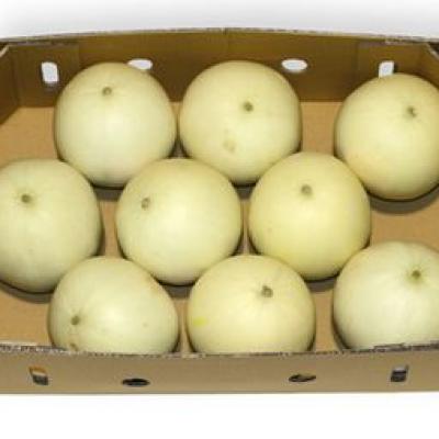 Melon Honeydew 14Kg Tray