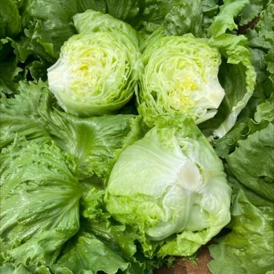 Lett Iceberg Case 10kg