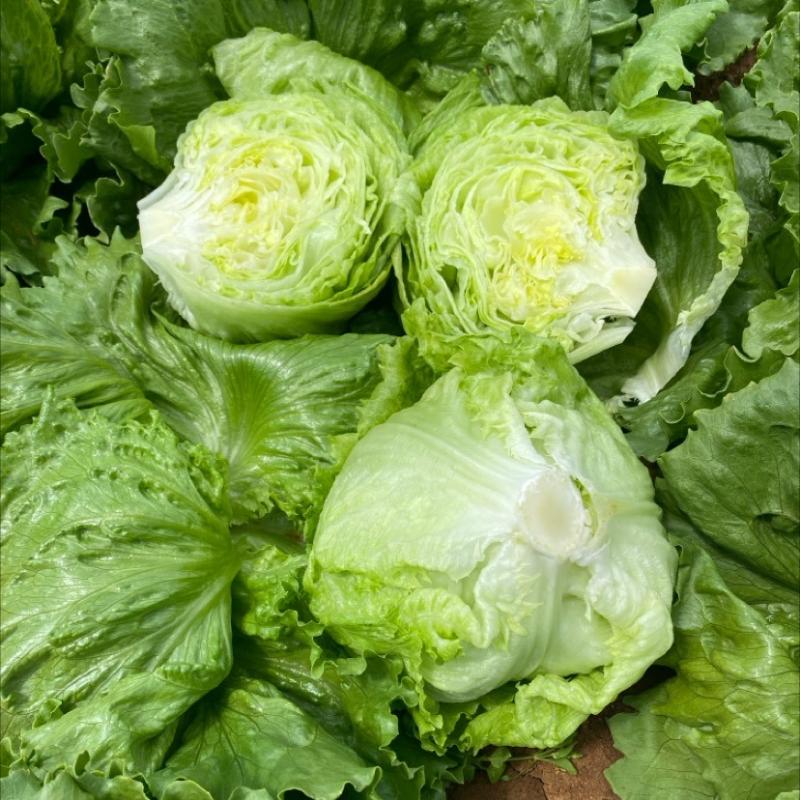 Lett Iceberg Case 10kg