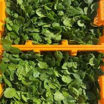Lett Spinach Baby 1.5Kg Case