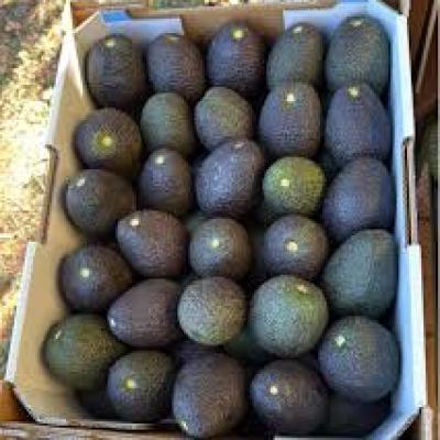 Avocado 5Kg Tray (size 20)