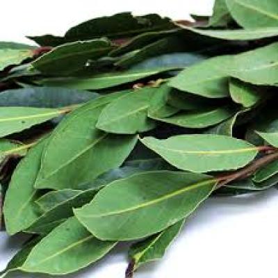 Fresh Bay Leaf 100G Bunch